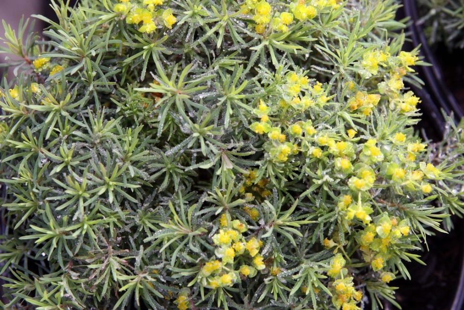 Onde plantar Euphorbia cyparissias 'Fens Ruby' (Euphorbia cyparissias 'Fens Ruby')_2