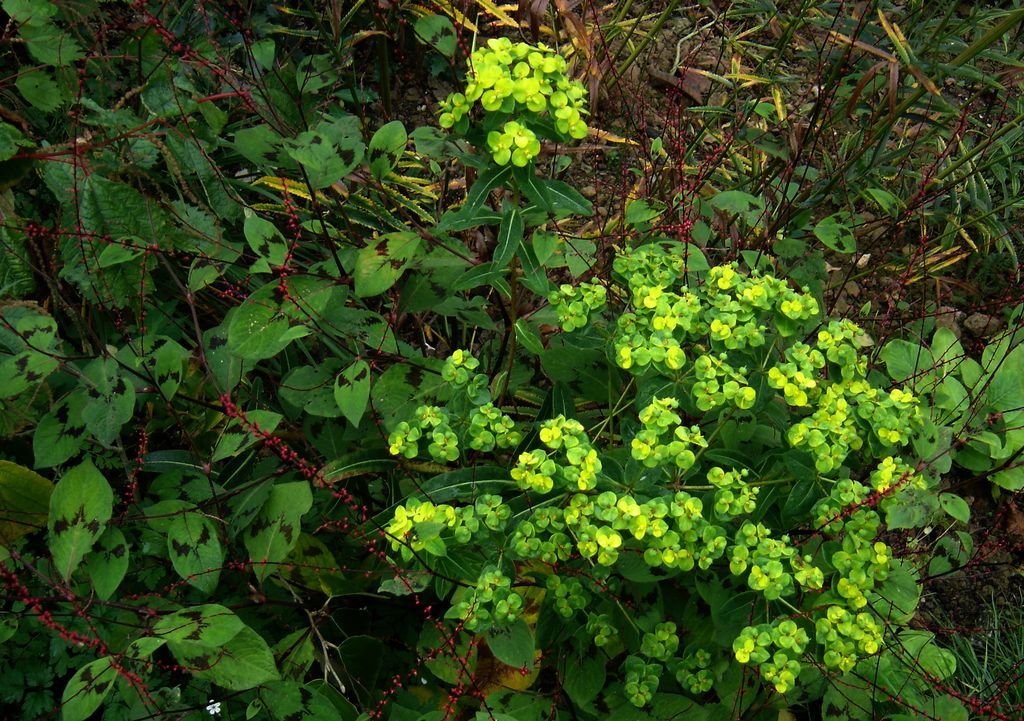 Euphorbia donii 'Amjillasa' (Euphorbia donii 'Amjillasa')