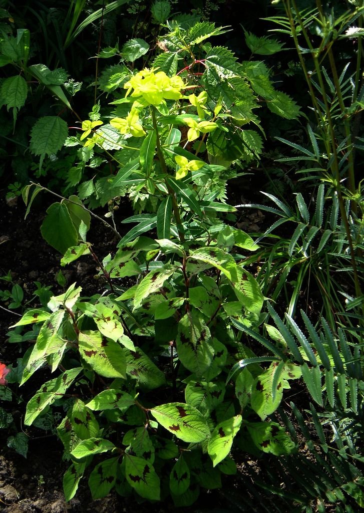 Como plantar Euphorbia donii 'Amjillasa' (Euphorbia donii 'Amjillasa')_1