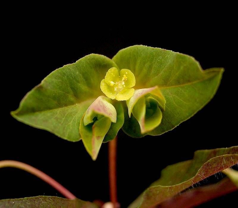 Euphorbia dulcis 'Chameleon' (Euphorbia dulcis 'Chameleon')