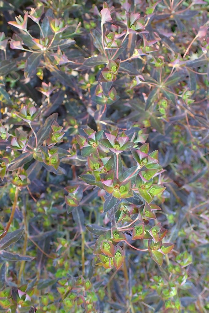 Como plantar Euphorbia dulcis 'Chameleon' (Euphorbia dulcis 'Chameleon')_1