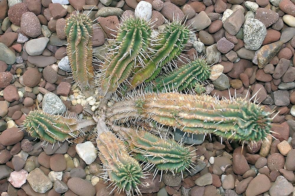 Euphorbia fimbriata (Euphorbia fimbriata)