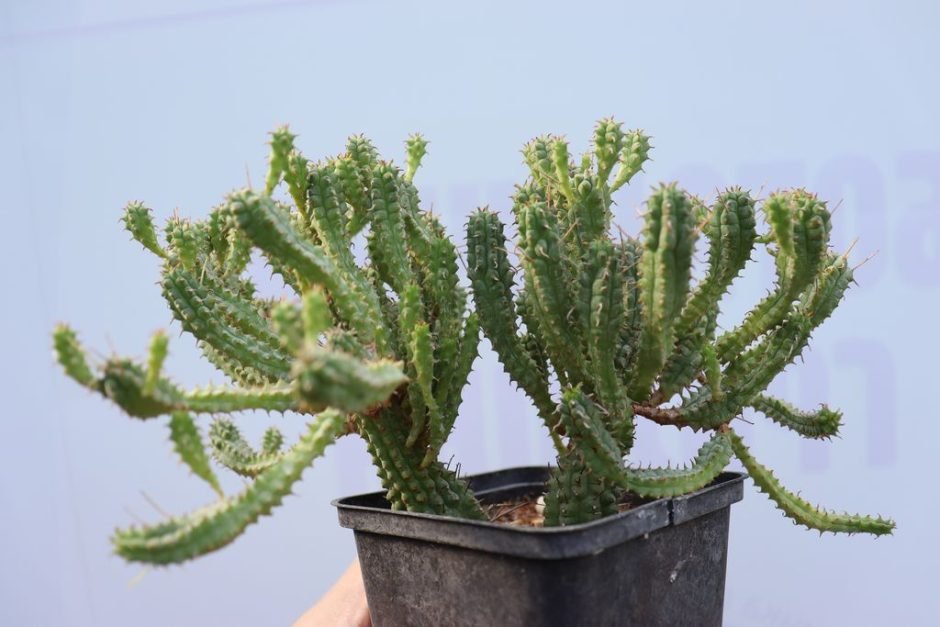 Como plantar Euphorbia fimbriata (Euphorbia fimbriata)_1