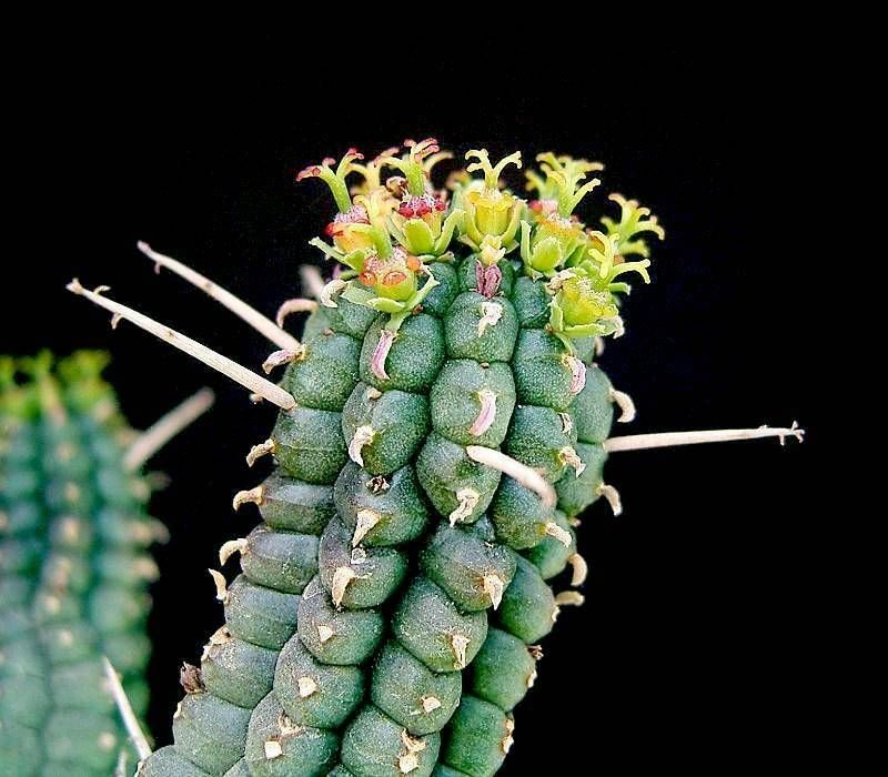 Onde plantar Euphorbia fimbriata (Euphorbia fimbriata)_2