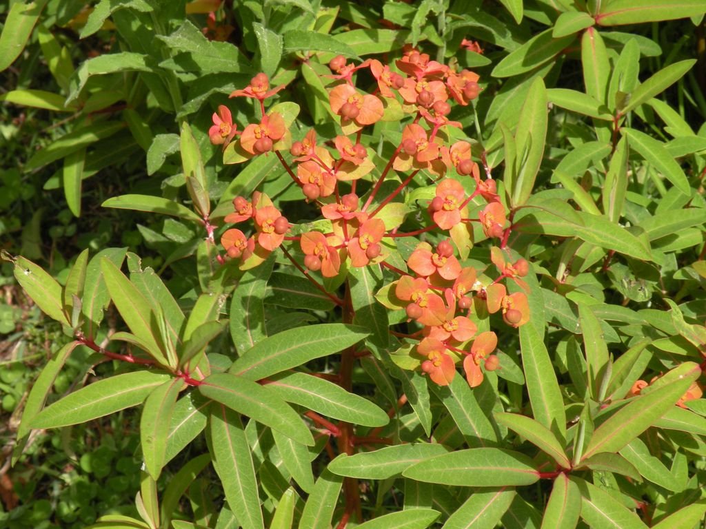 Euphorbia griffithii (Euphorbia griffithii)