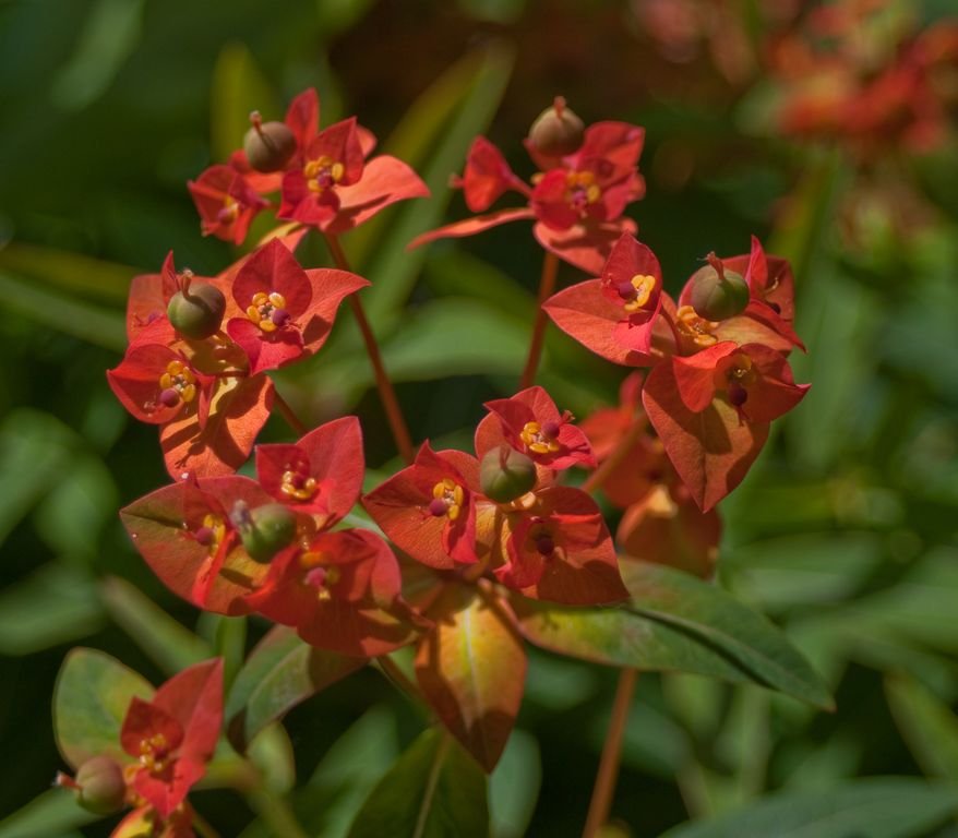 Como plantar Euphorbia griffithii (Euphorbia griffithii)_1