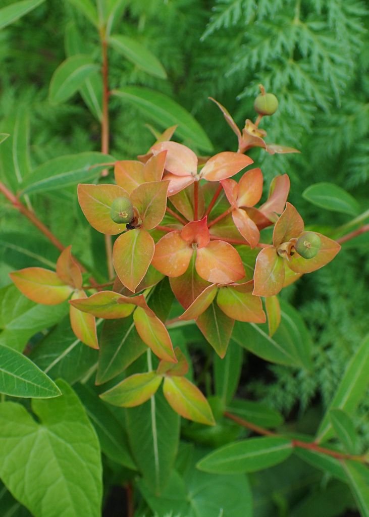 Onde plantar Euphorbia griffithii (Euphorbia griffithii)_2