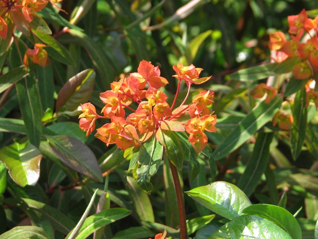Euphorbia griffithii 'Fern Cottage' (Euphorbia griffithii 'Fern Cottage')