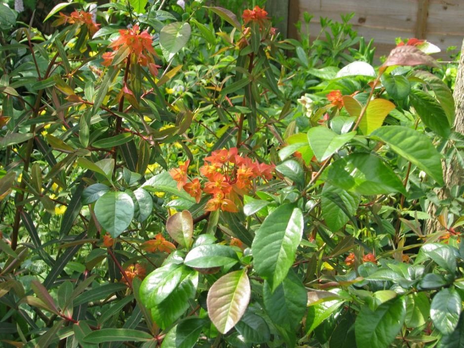 Como plantar Euphorbia griffithii 'Fern Cottage' (Euphorbia griffithii 'Fern Cottage')_1