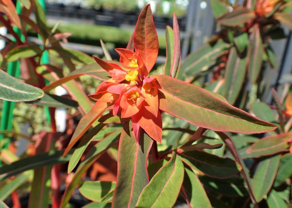 Euphorbia griffithii 'Fireglow' (Euphorbia griffithii 'Fireglow')
