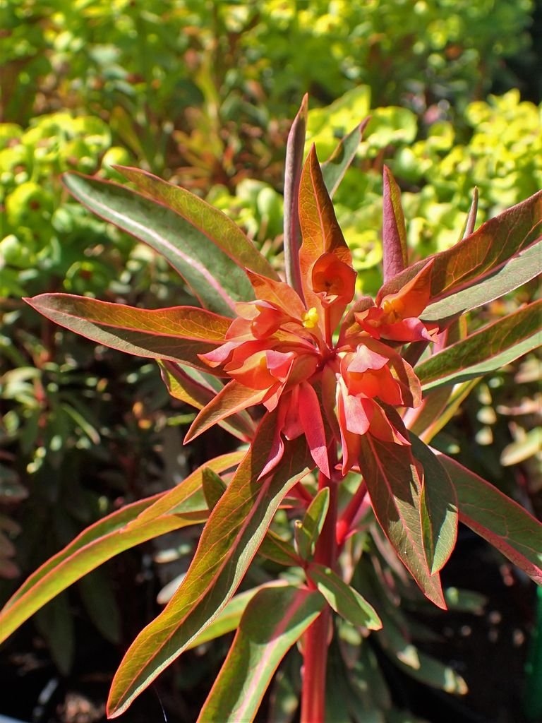 Onde plantar Euphorbia griffithii 'Fireglow' (Euphorbia griffithii 'Fireglow')_2