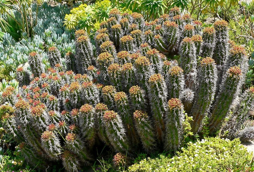 Euphorbia horrida (Euphorbia horrida)