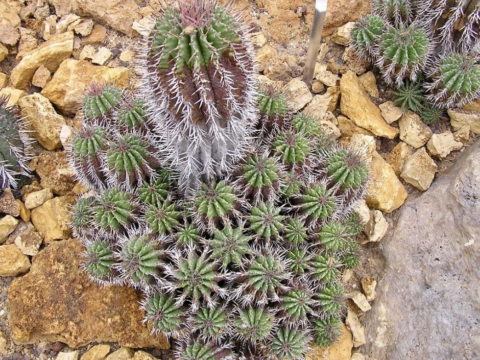Como plantar Euphorbia horrida (Euphorbia horrida)_1