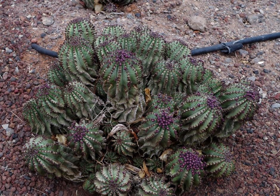 Onde plantar Euphorbia horrida (Euphorbia horrida)_2