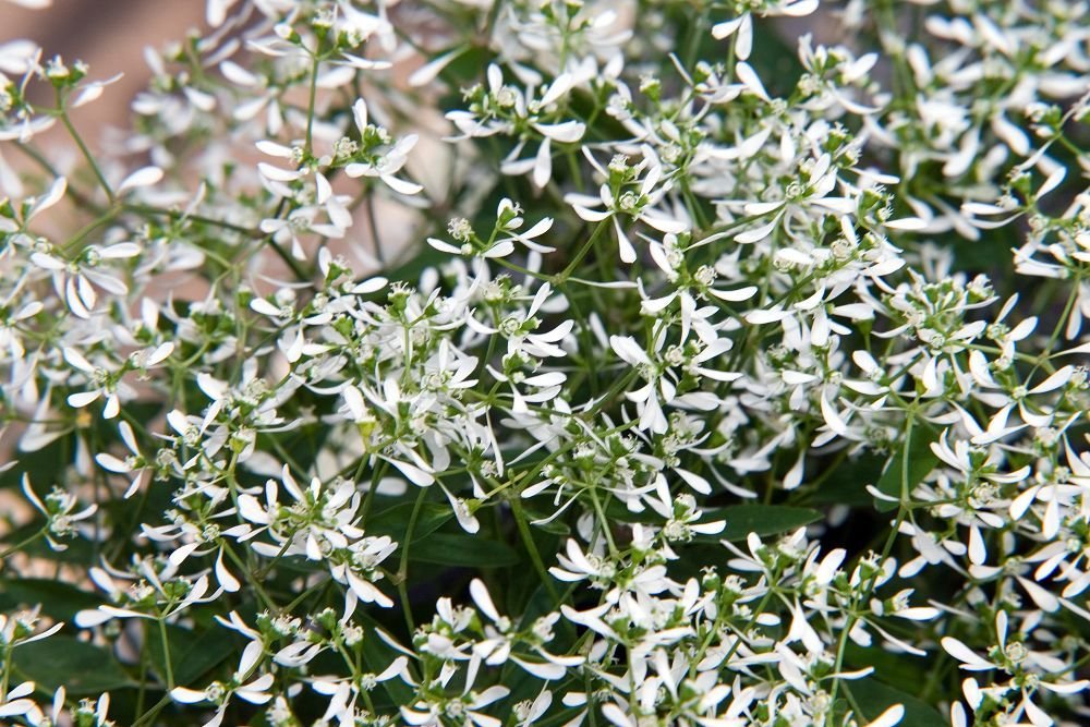 Euphorbia hypericifolia Diamond Frost 'Inneuphe' (Euphorbia hypericifolia Diamond Frost 'Inneuphe')
