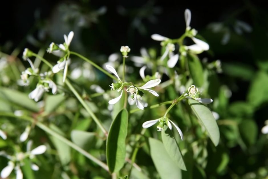 Como plantar Euphorbia hypericifolia Diamond Frost 'Inneuphe' (Euphorbia hypericifolia Diamond Frost 'Inneuphe')_1