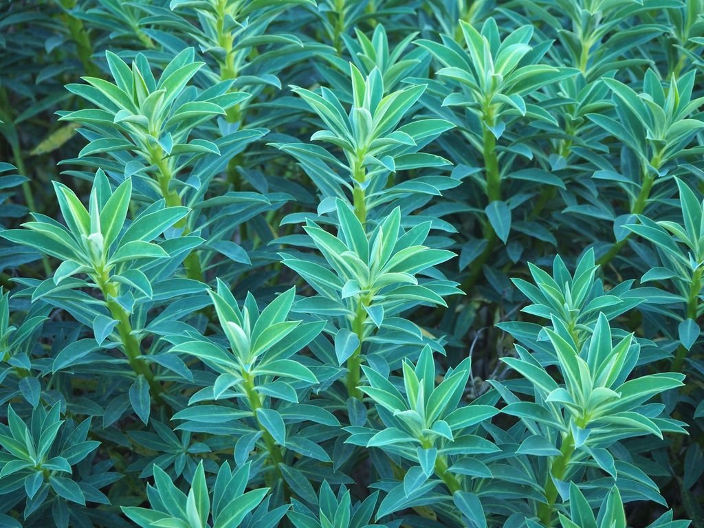 Euphorbia margalidiana (Euphorbia margalidiana)
