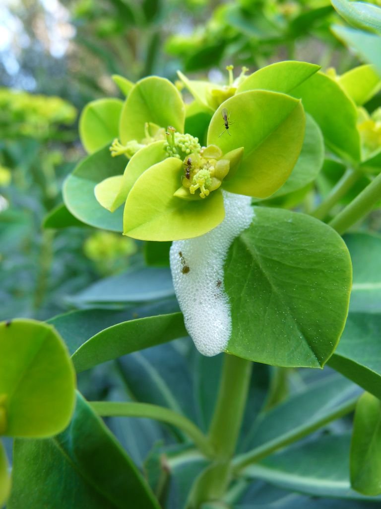 Como plantar Euphorbia margalidiana (Euphorbia margalidiana)_1