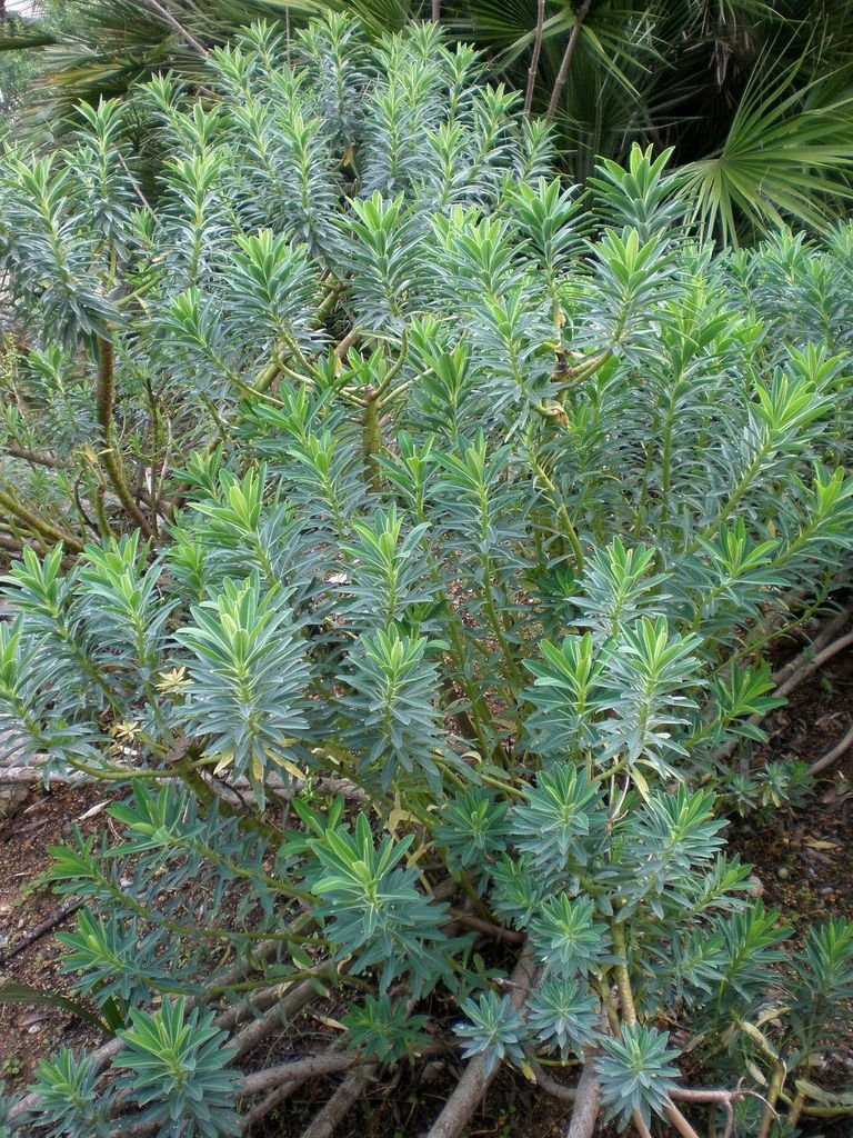 Onde plantar Euphorbia margalidiana (Euphorbia margalidiana)_2