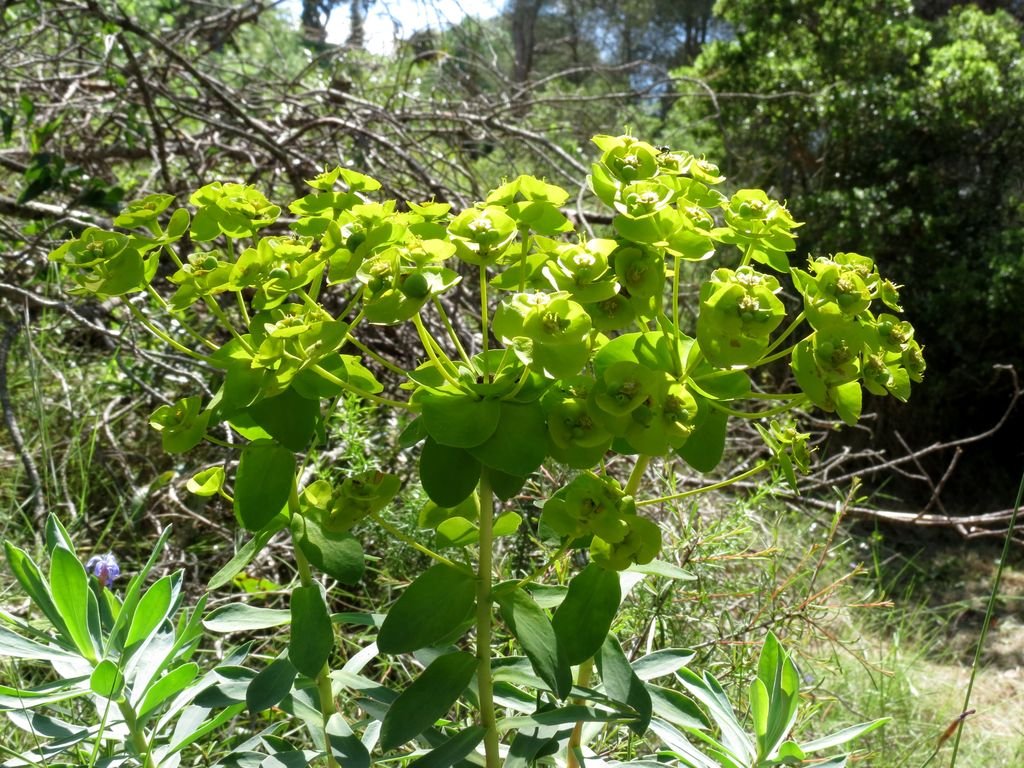 Euphorbia nicaeensis (Euphorbia nicaeensis)
