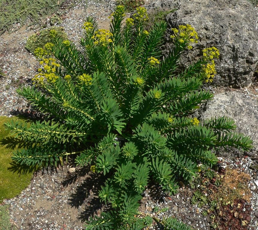 Como plantar Euphorbia nicaeensis (Euphorbia nicaeensis)_1