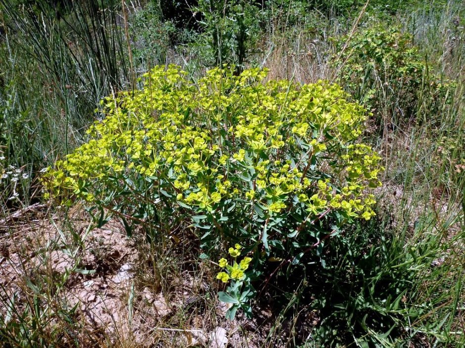 Onde plantar Euphorbia nicaeensis (Euphorbia nicaeensis)_2