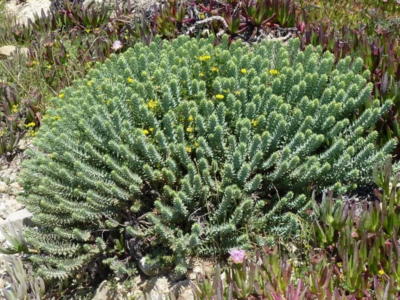 Euphorbia pithyusa (Euphorbia pithyusa)