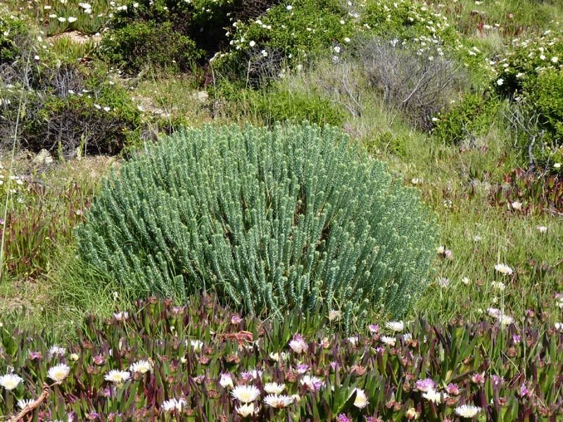 Como plantar Euphorbia pithyusa (Euphorbia pithyusa)_1