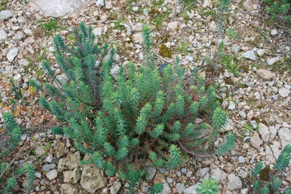 Onde plantar Euphorbia pithyusa (Euphorbia pithyusa)_2