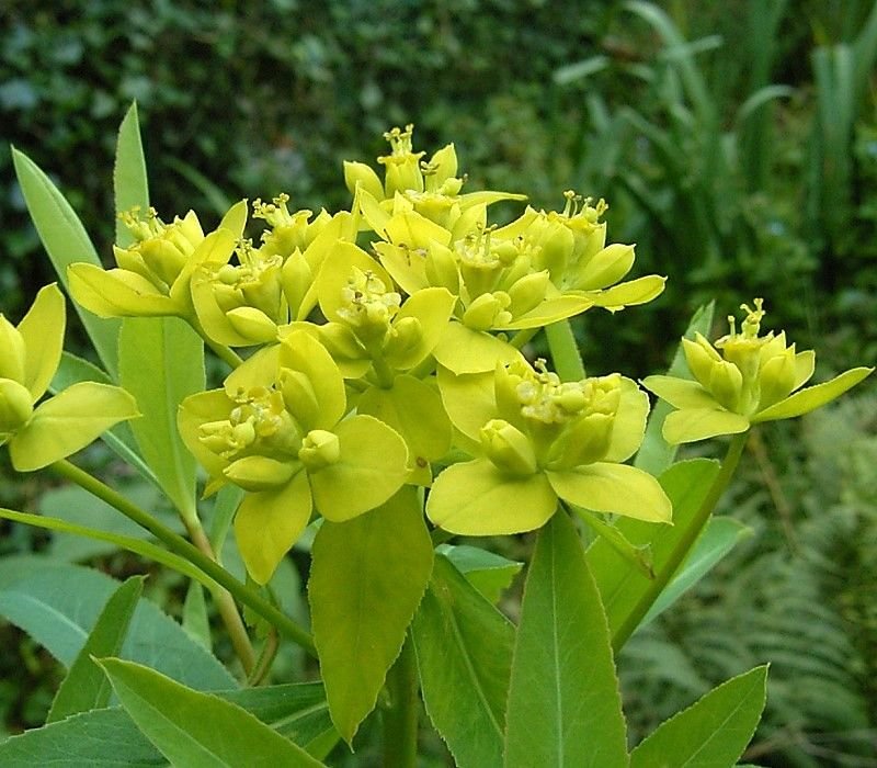 Euphorbia sarawschanica (Euphorbia sarawschanica)
