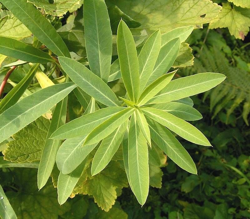 Como plantar Euphorbia sarawschanica (Euphorbia sarawschanica)_1