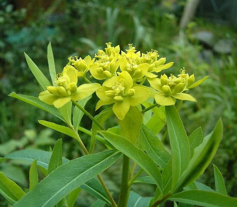 Onde plantar Euphorbia sarawschanica (Euphorbia sarawschanica)_2