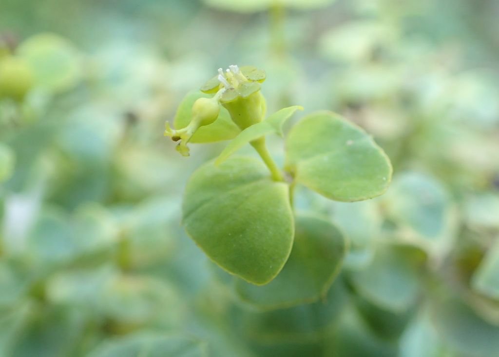 Euphorbia seguieriana subsp. niciciana (Euphorbia seguieriana subsp. niciciana)