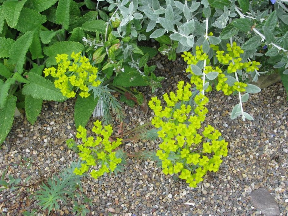 Como plantar Euphorbia seguieriana subsp. niciciana (Euphorbia seguieriana subsp. niciciana)_1