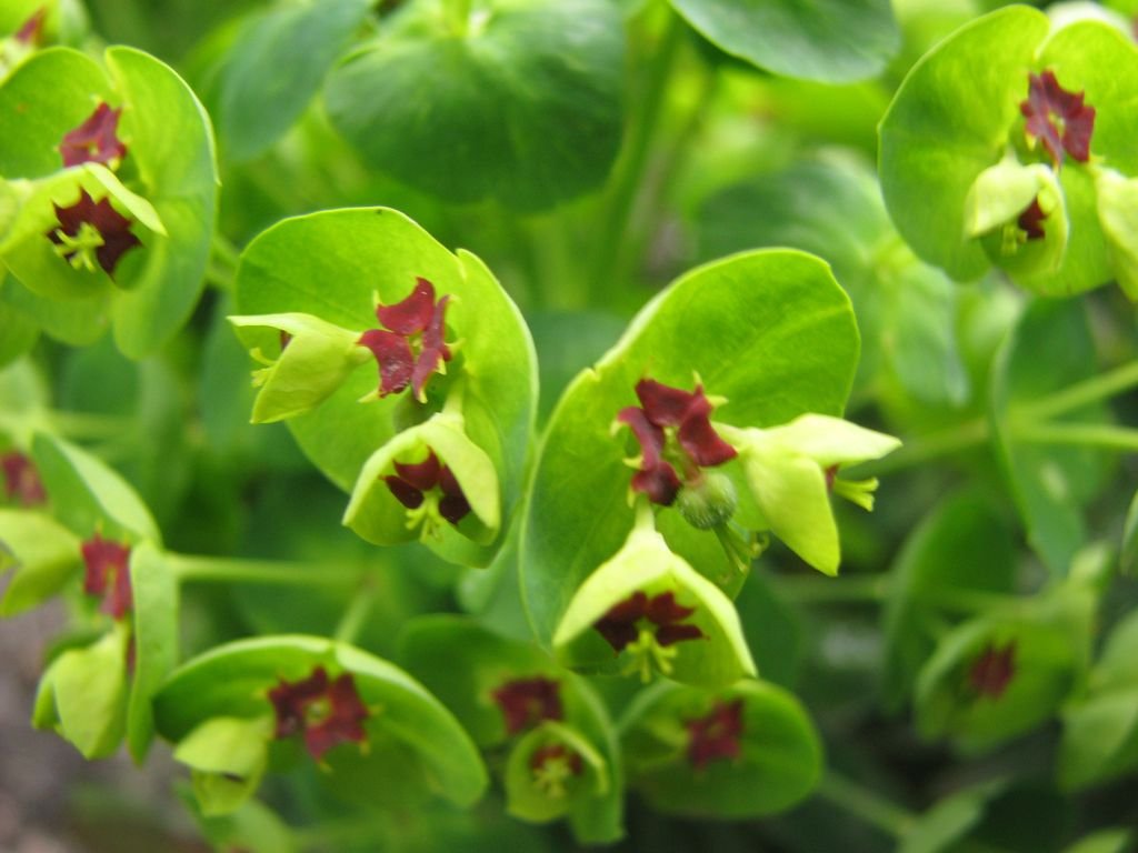 Euphorbia × martini 'Baby Charm' (Euphorbia × martini 'Baby Charm')