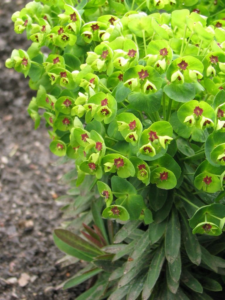 Como plantar Euphorbia × martini 'Baby Charm' (Euphorbia × martini 'Baby Charm')_1