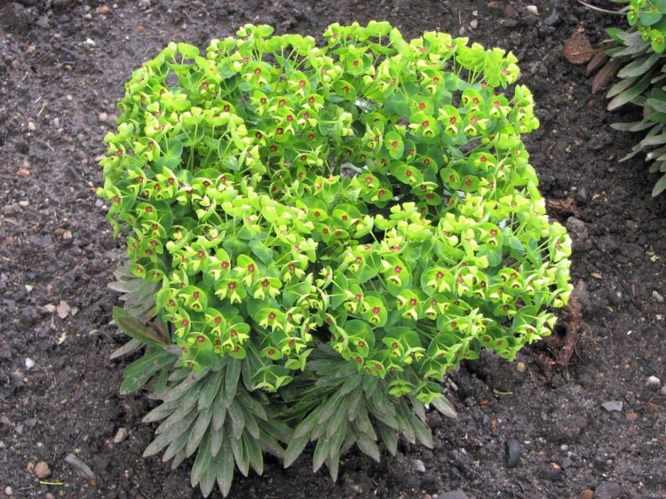 Onde plantar Euphorbia × martini 'Baby Charm' (Euphorbia × martini 'Baby Charm')_2