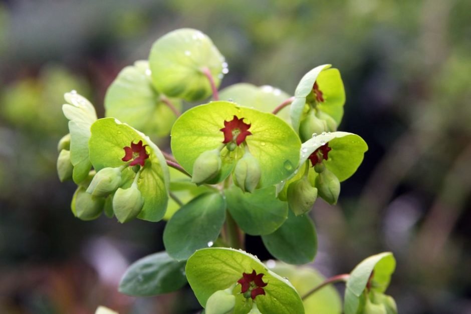 Como plantar Euphorbia × martini (Euphorbia × martini)_1