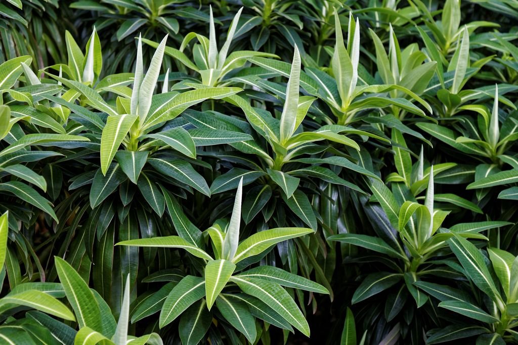 Euphorbia × pasteurii 'John Phillips' (Euphorbia × pasteurii 'John Phillips')