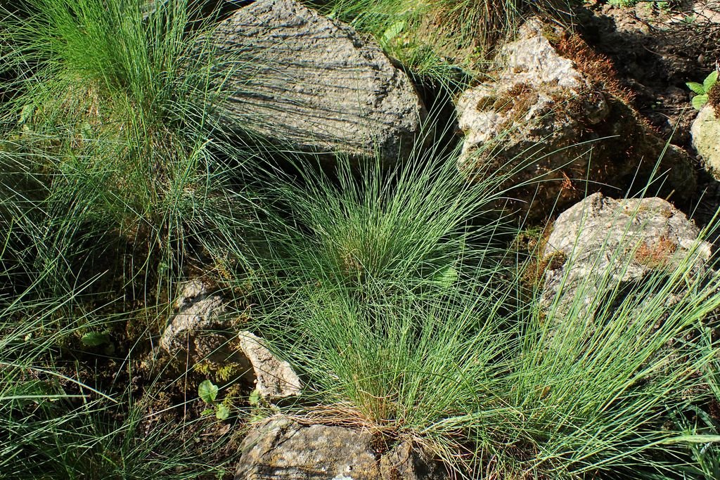 Festuca gautieri (Festuca gautieri)