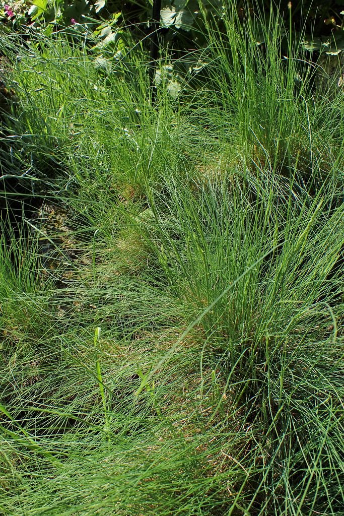 Como plantar Festuca gautieri (Festuca gautieri)_1