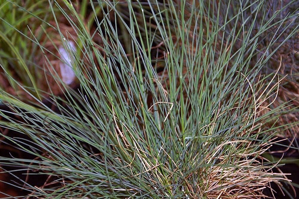 Festuca glauca 'Elijah Blue' (Festuca glauca 'Elijah Blue')