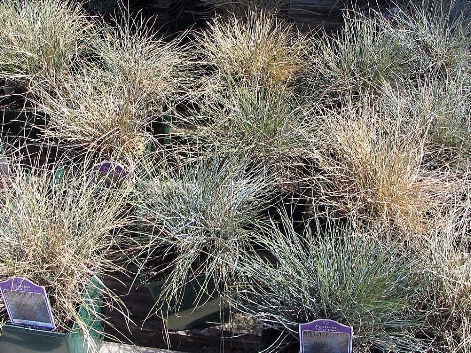 Como plantar Festuca glauca 'Elijah Blue' (Festuca glauca 'Elijah Blue')_1