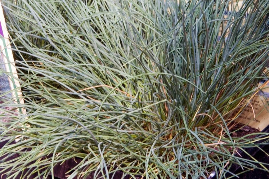 Onde plantar Festuca glauca 'Elijah Blue' (Festuca glauca 'Elijah Blue')_2