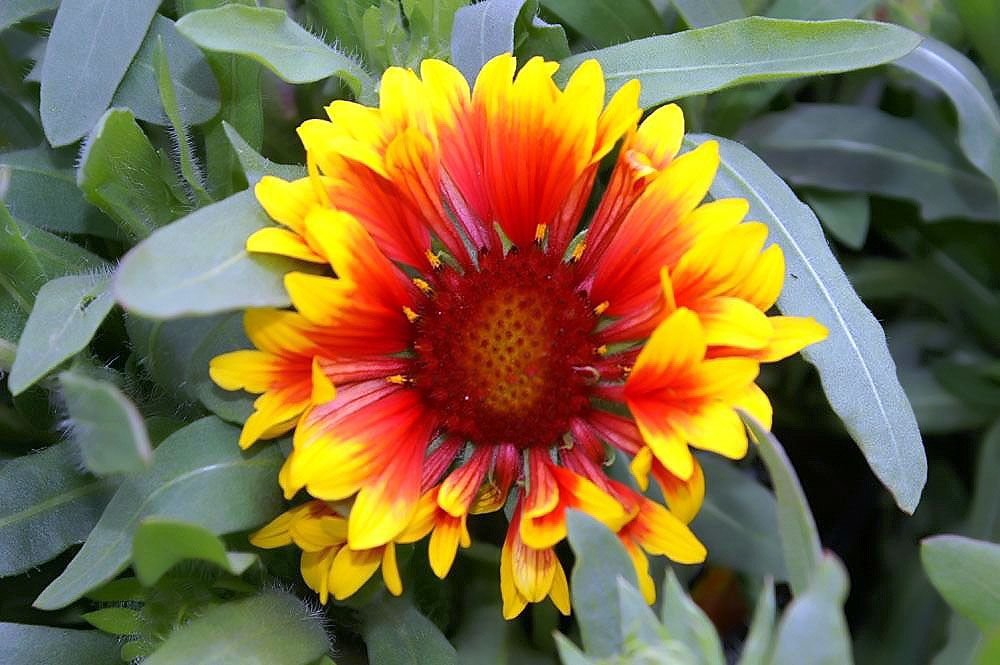Gailárdia 'Fanfare' (Gaillardia × grandiflora 'Fanfare')