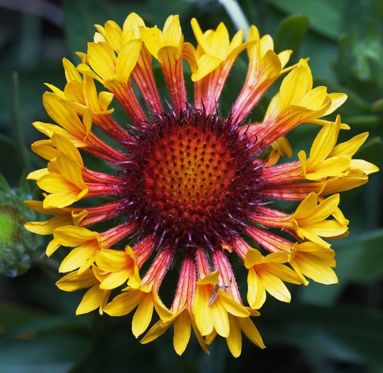 Como plantar Gailárdia 'Fanfare' (Gaillardia × grandiflora 'Fanfare')_1
