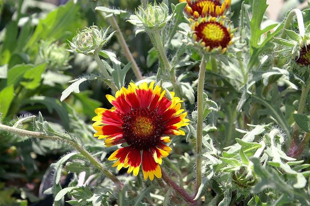 Gailárdia 'Kobold' (Gaillardia × grandiflora 'Kobold')