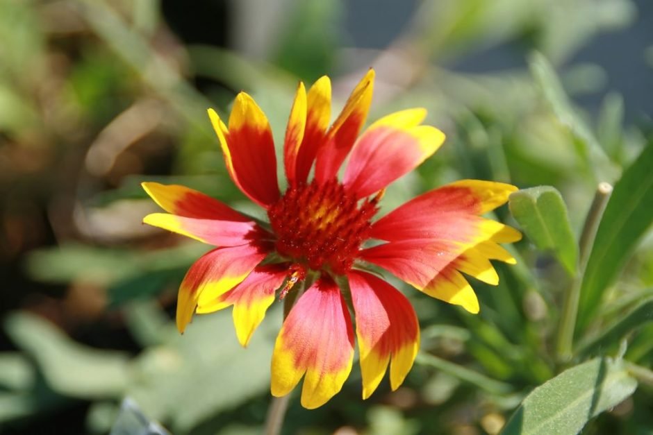 Como plantar Gailárdia 'Kobold' (Gaillardia × grandiflora 'Kobold')_1