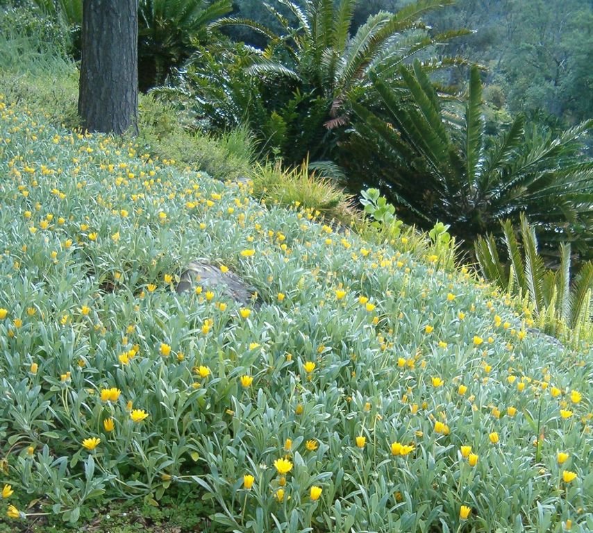 Como plantar Gazânia (Gazania rigens var. uniflora)_1