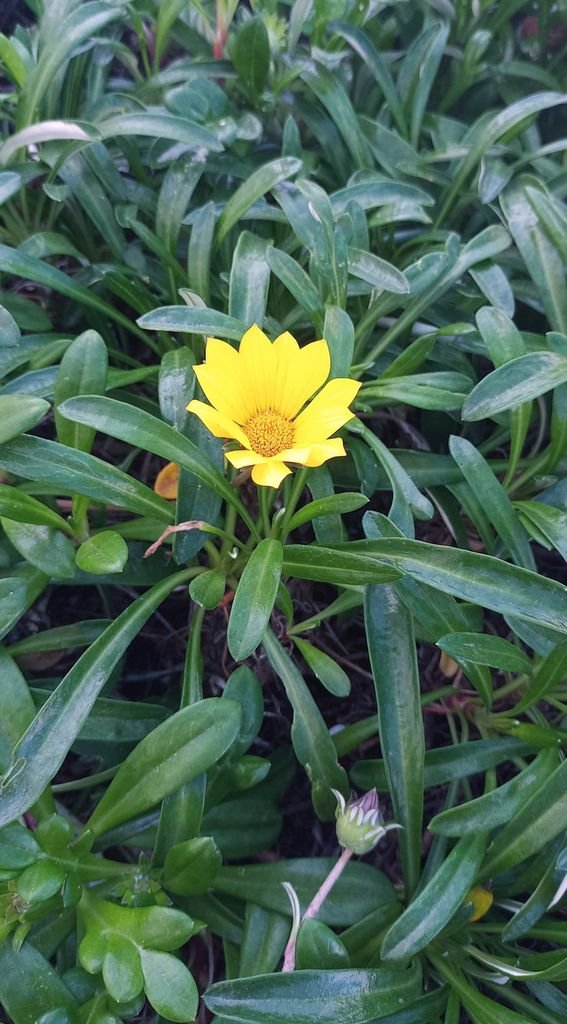 Onde plantar Gazânia (Gazania rigens var. uniflora)_2